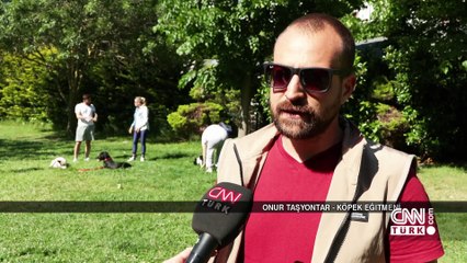 Saldırgan köpek sorunu nasıl çözülecek?