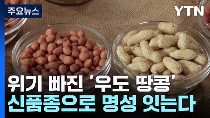 [녹색] 위기 빠진 '우도 땅콩'...신품종으로 명성 잇는다 / YTN