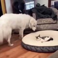 Furry Fun: Hilarious Animal Antics Dog and Cat Friendship