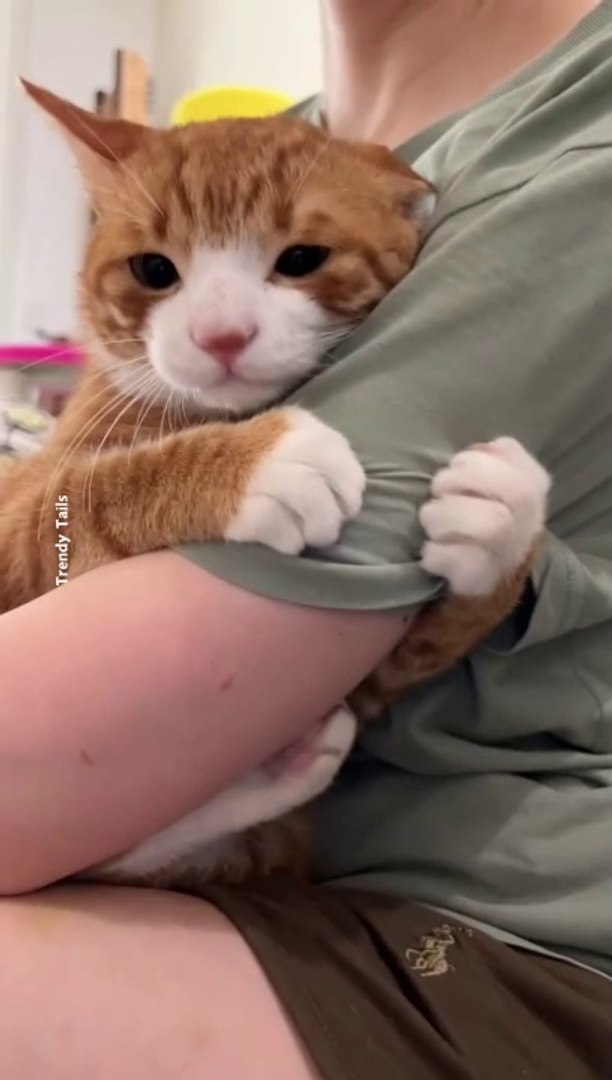 #cat #cats #catshorts #catlover #catvideos  Clingy Cat