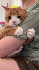 #cat #cats #catshorts #catlover #catvideos  Clingy Cat