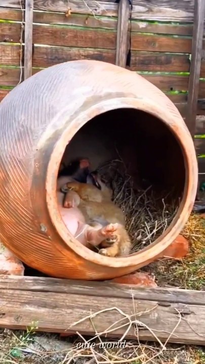 शर्म आनी चाहिए,be ashamed of#animals