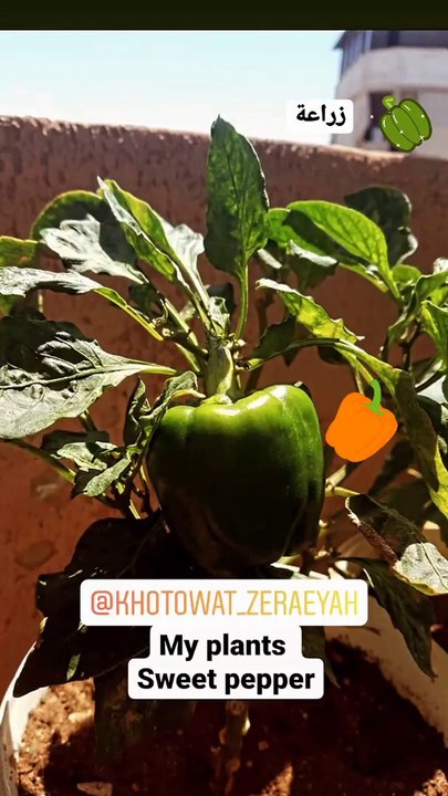 • A Smart way to plant sweet pepper at home