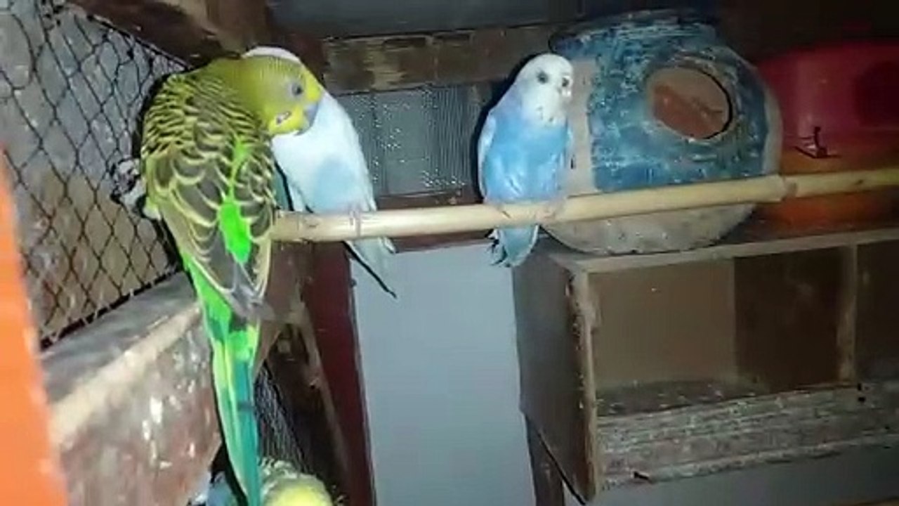 Parrot, Australian bird,