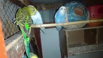 Parrot, Australian bird,