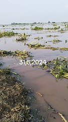 فاصلوں سے اگر مسکراہٹ لوٹ آئے تمہاری تو تمہیں حق ہے کہ تم دوریاں بنا لو ہم سے