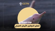 مهارة ضرورية لصغير الدولفين الأبيض الصيني