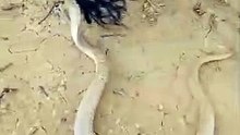 Serpent
