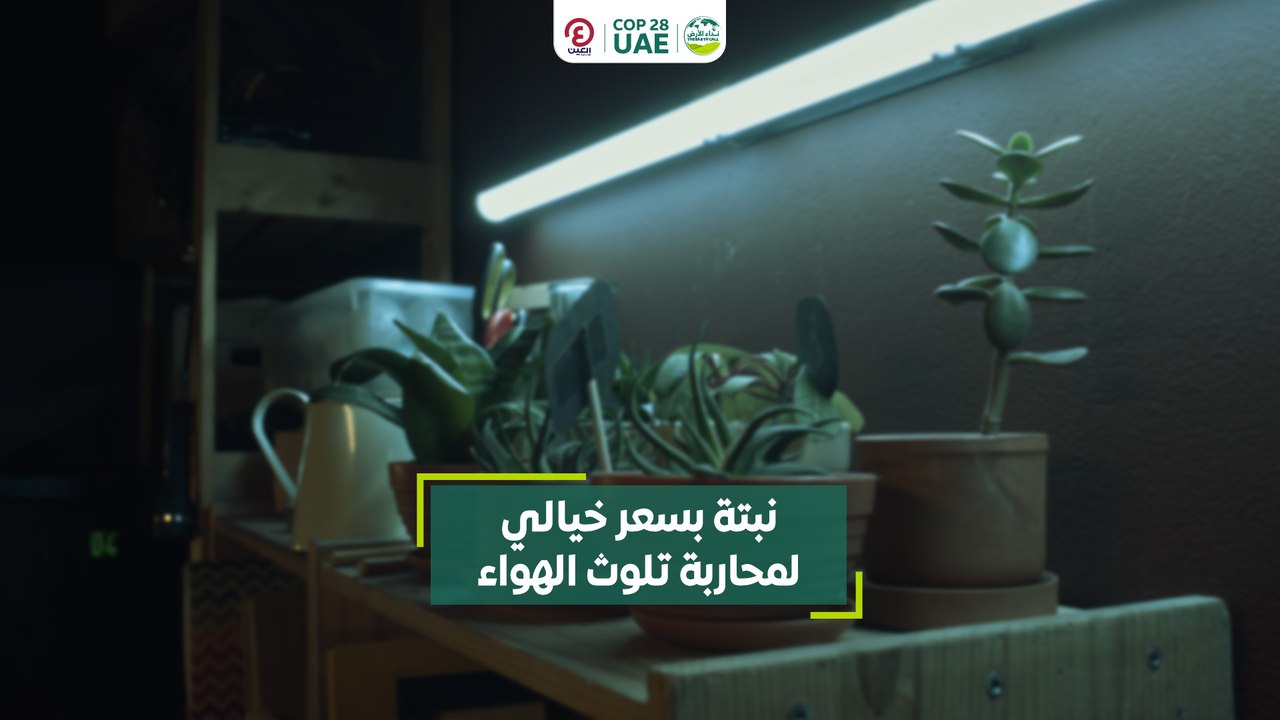 نبتة بسعر خيالي لمحاربة تلوث الهواء