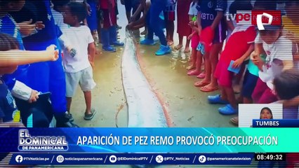 Aparición de pez Remo genera alarma en Tumbes: se le relaciona con graves desastres naturales