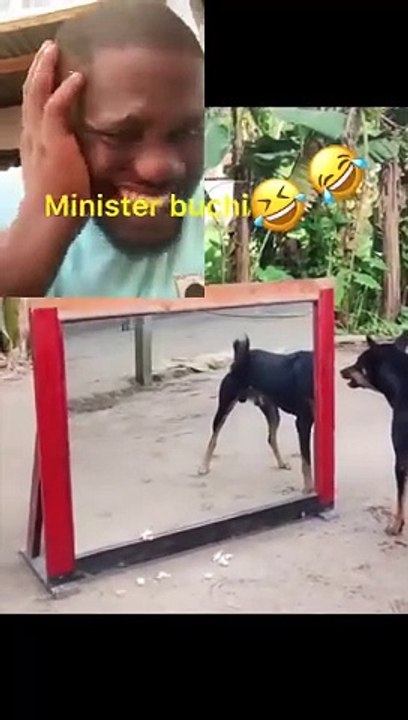 Facts about dogy
