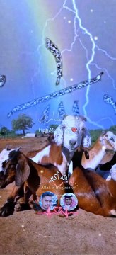 Beautiful Islamic status makkah islami naat shreef