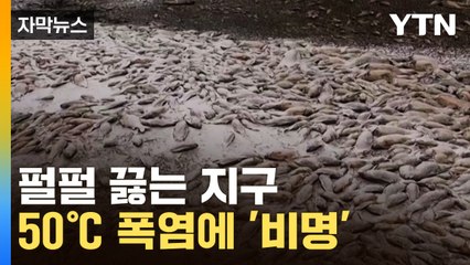 [자막뉴스] 펄펄 끓는 지구...50도 육박하는 이상 고온에 '비명' / YTN