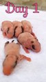 rabbit growth - 5 baby rabbits 1 to 17 days