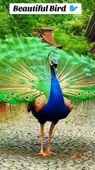 Beautiful birds Gorgeous