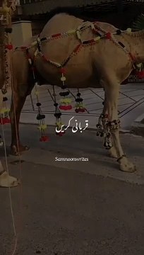 Qurbani kry urdu Eid ul adha bayan whatsapp status video islamic whatsappstatus
