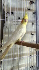 Cocktails parrot baby