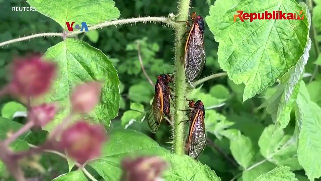 Triliunan Tonggeret Muncul di Amerika Serikat