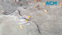 Snake battles stingray in NT