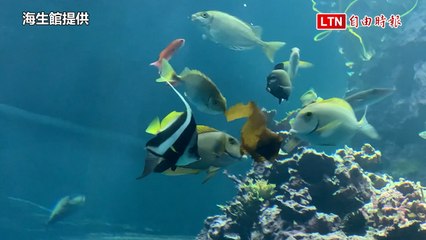 海生館創新粽子：海洋魚兒也能享用的藻食粽🌊