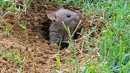 Rat diging a hole | rat hole | ghoper | chuha kaise pakde