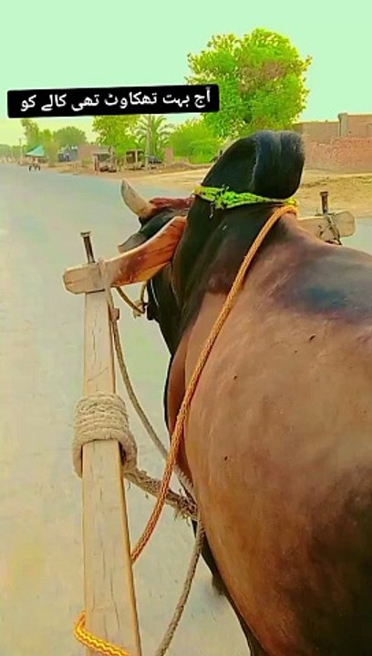 آج میرا بیل تھک گیا ہے