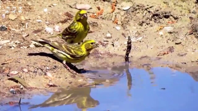 Relaxing film Soothing Relaxation -3 with beautiful nature, birds, flowers, peaceful animals and mind blowing stress relief relaxing music.