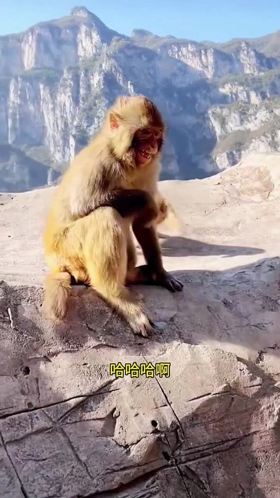 The naughty courier knocked out his precious tooth and the monkey became a spirit