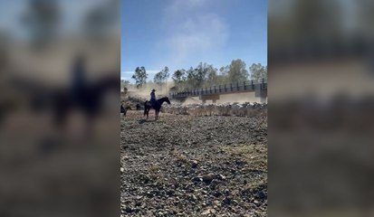 Brahman cattle | Queensland Country Life