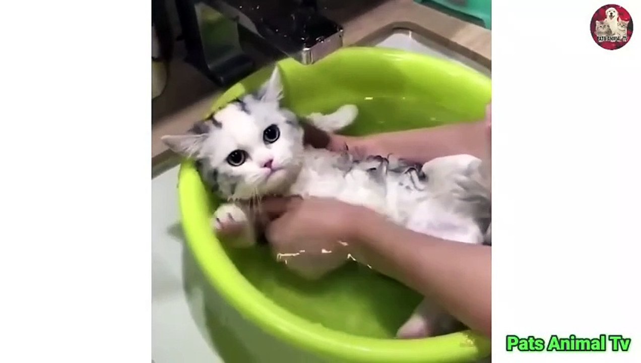 Baby Cat Cute and Funny Cat Videos Compilation #1 __ - Video Dailymotion