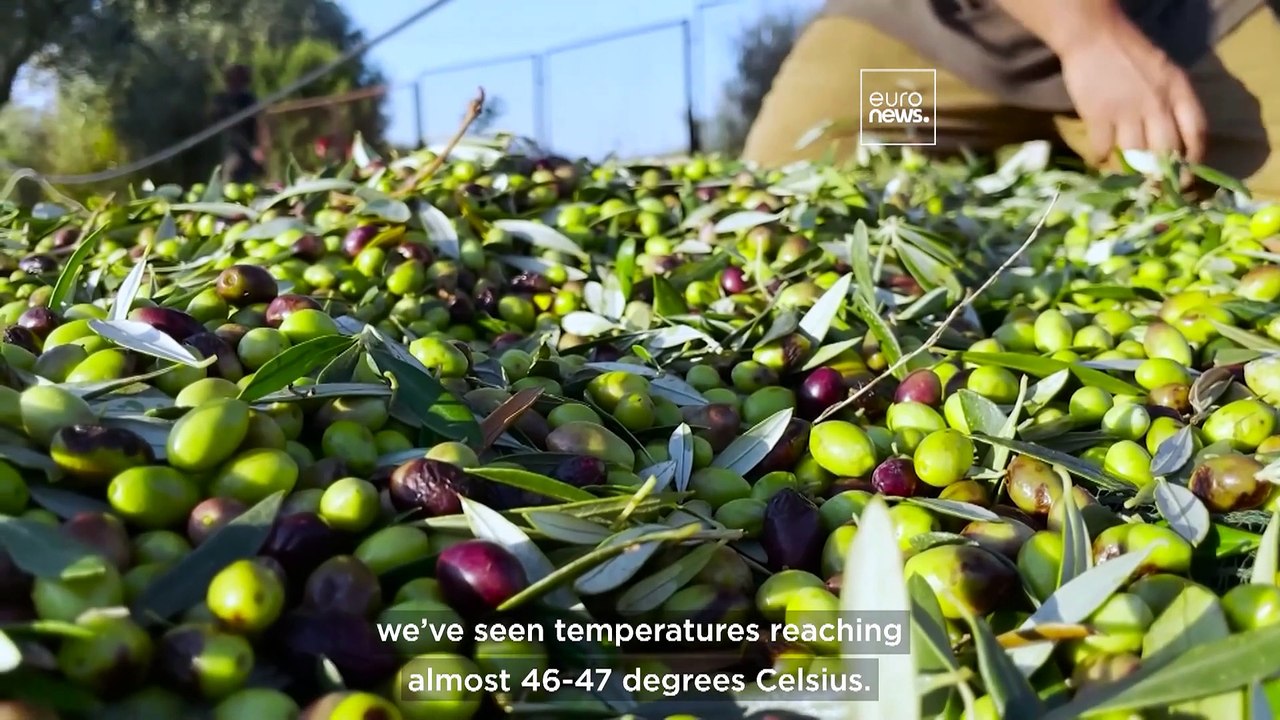 ‘Without farmers, Sicily as we know would not exist’: Drought takes its toll on crops and livestock