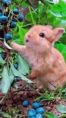 فَبِأَيِّ آلاءِ رَبِّكُمَا تُكَذ ِبَانِ# اور تم اپنے # پروردگار# کی کون کون سی نعمتوں کو جھٹلاؤ گے.قرآن برکت ہے # قرآن کریم رحمت ہے