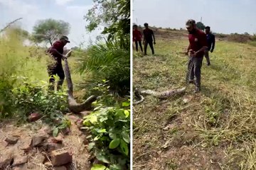 शिकार की ताक में बैठे अजगर को दिख गई महिला