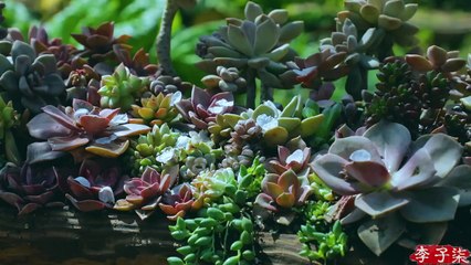 The life of cucumbers黄瓜的一生丨china