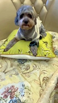 Dog becomes school's official Uber driver. #pet #dog #pets #dogs #dogsofinstagram #petsofinstagram #cute #love #puppy #animals #petstagram #animal #instadog #doglover #instagram #dogstagram #doglovers #catsofinstagram #dogoftheday #petlov