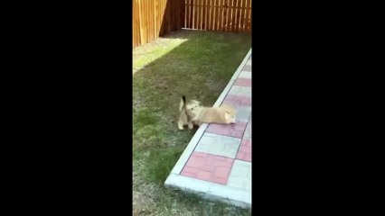 Funniest Cats and Dogs Videos  __  Hilarious Animal Compilation
