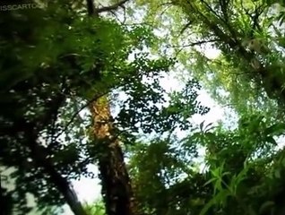 Minuscule Minuscule S02 E002 Dragonflies