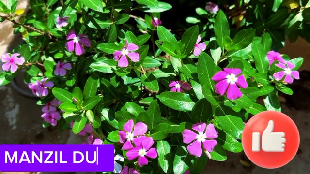 Manzil Dua منزل (Ep 01) Ruqyah Shariah Popular Manzil From Black Magic Sihr evil eyes kalajadu