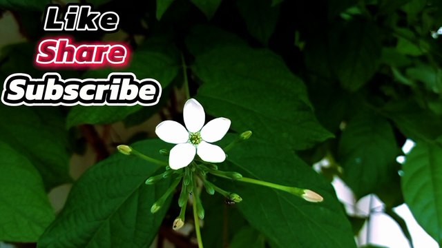 Manzil Dua منزل (Ep 02) Ruqyah Shariah Popular Manzil From Black Magic Sihr evil eyes kalajadu