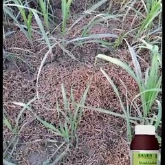 Excellent Crop of "COTTON SEED FH-333" at 82 Mor Roshan Shah.