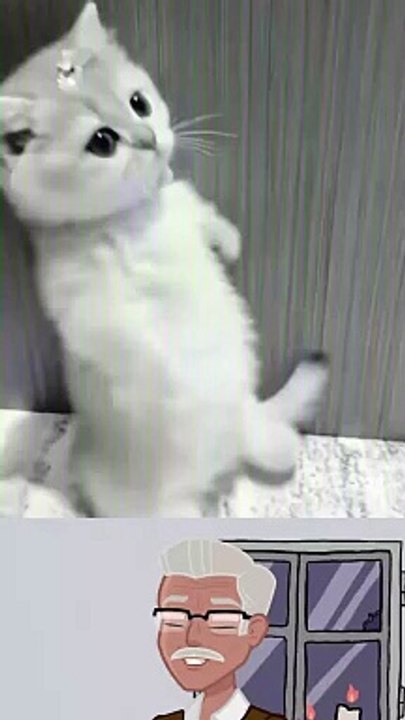 Cat cute video