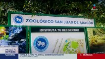 Tres elefantas se integran a un nuevo habitat tras años de maltrato