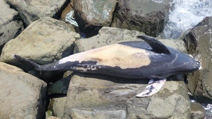 새만금에서 상괭이 사체 2구 발견...불법 포획 흔적 없어 / YTN