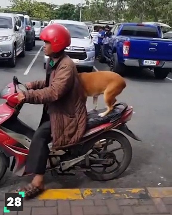 TOP 50 FUNNY DOGS  