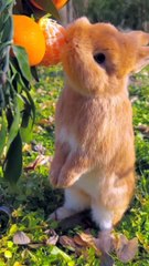 Rabbit eating Orange