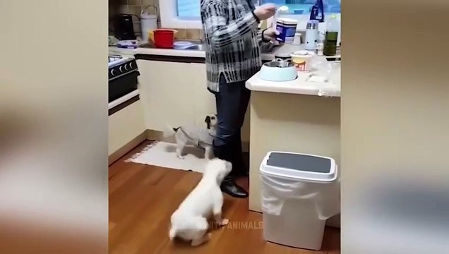 Videos De Risa De Animales 2023 - Perros y Gatos Chistosos - Videos De Animales Graciosos 25