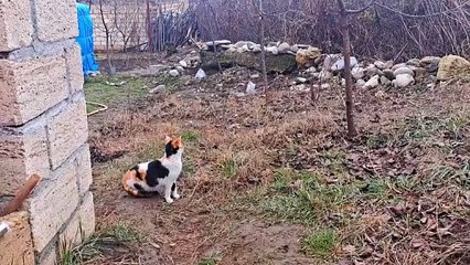 Street cats mate (Interesting mating video) ❤️