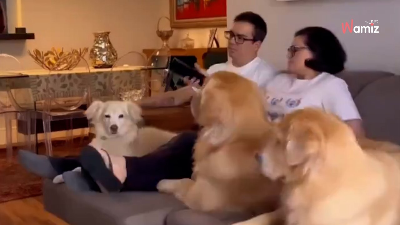 Was unterschiedet Frauen von Männern? Golden Retriever kennen die Antwort! (Video)