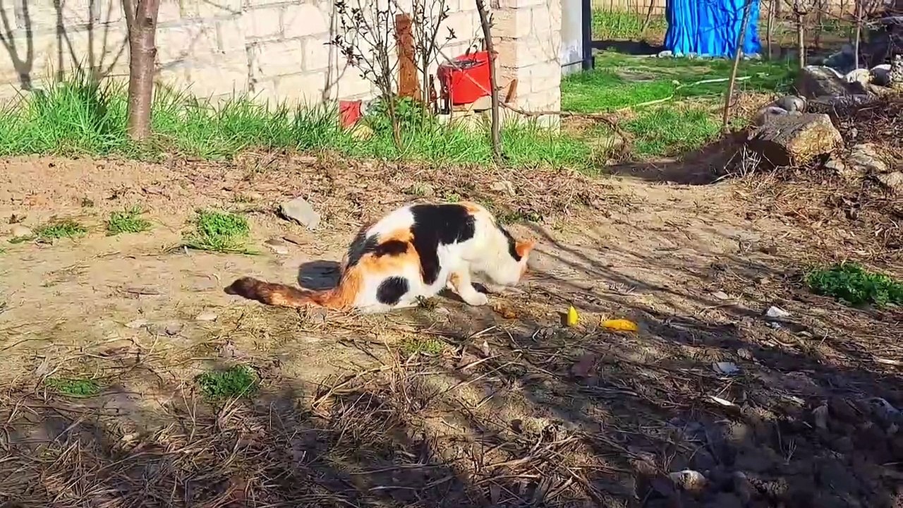 Cute cat eats food.  This cat is very cute #hungrycats #streetcats #catvideos