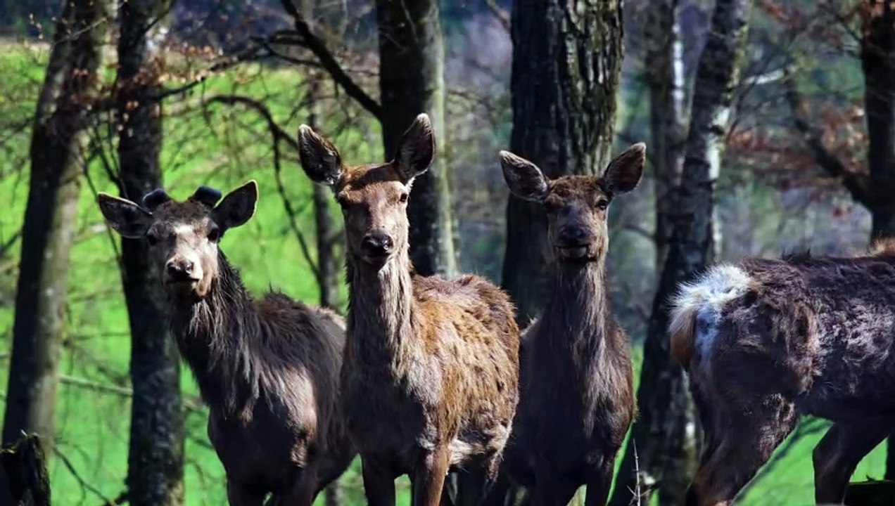 Deer wildlife beautiful scene